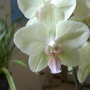 Phalaenopsis xxx 1